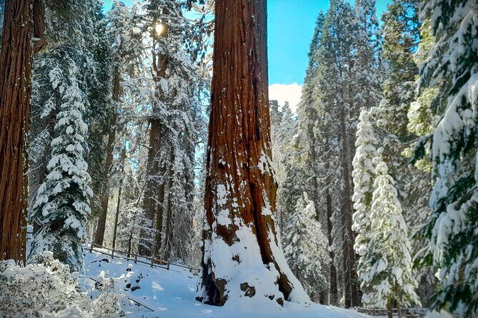 5-Star Rated Sequoia Winter Tour - Practical Details