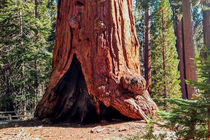 5-Star Rated Sequoia Winter Tour - Who Will Love This Tour?