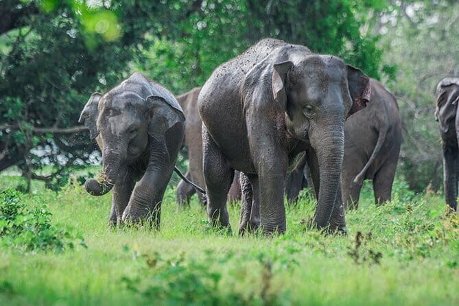 5 UNESCO World Heritage Sites 3 Day Tour in Sri Lanka - Who Would Love This Tour?