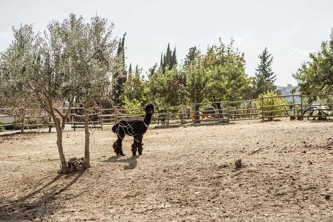 5 Wine Tastings in San Gimignano - The Sum Up
