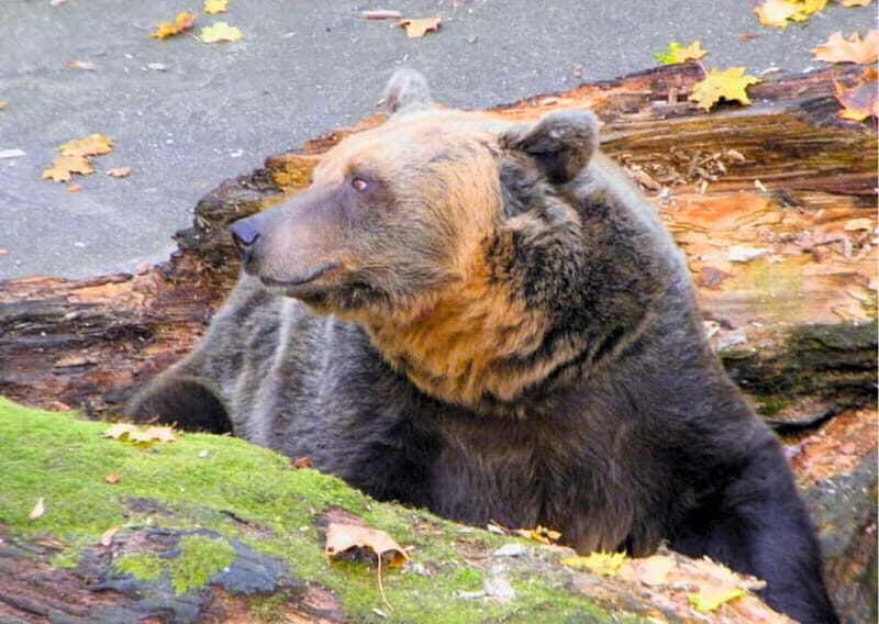 5h All-in SUMMER Tour River Cruise, Castle, Lunch & Treats - FAQ