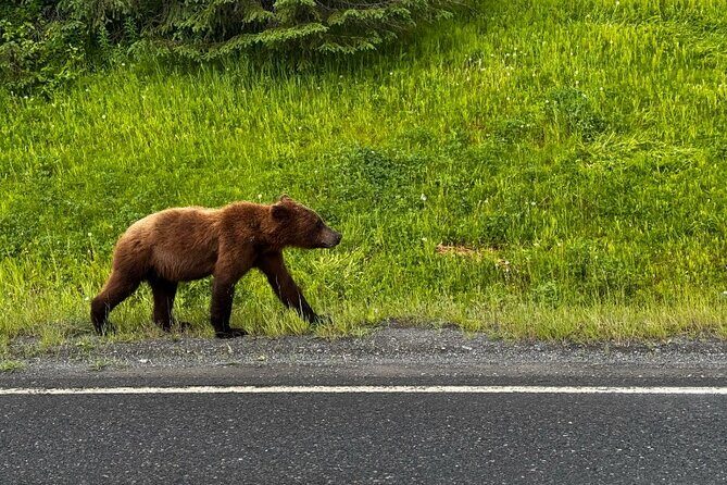 6 Day Grand Alaska Highlights Tour - Who Should Consider This Tour?