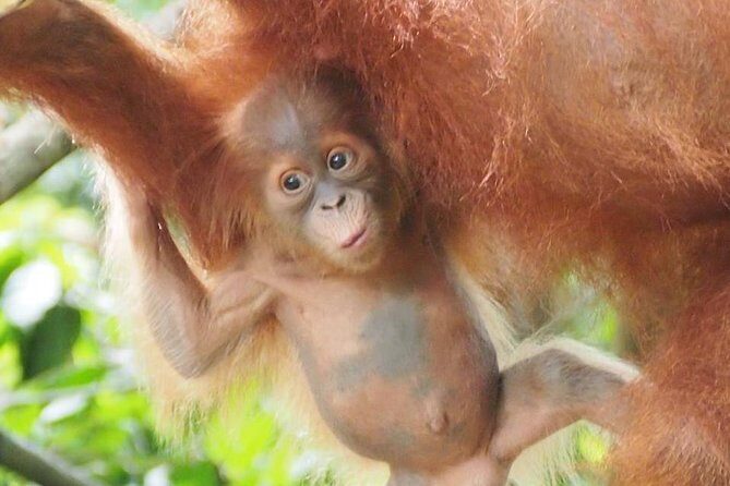 6 Day North Sumatra Jungles Orangutans Overnight trek and Hot Springs - Key Points