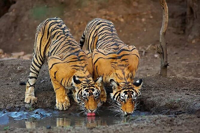 6-Day Private Tour of Indian Wildlife & Palaces from Colombo Port - Exploring the Highlights of the 6-Day Tour
