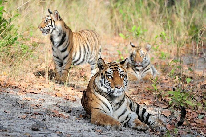 6 Day Private Tour of Taj with Glimpse of Tiger & Culture of Rajasthan - What We Loved About This Tour