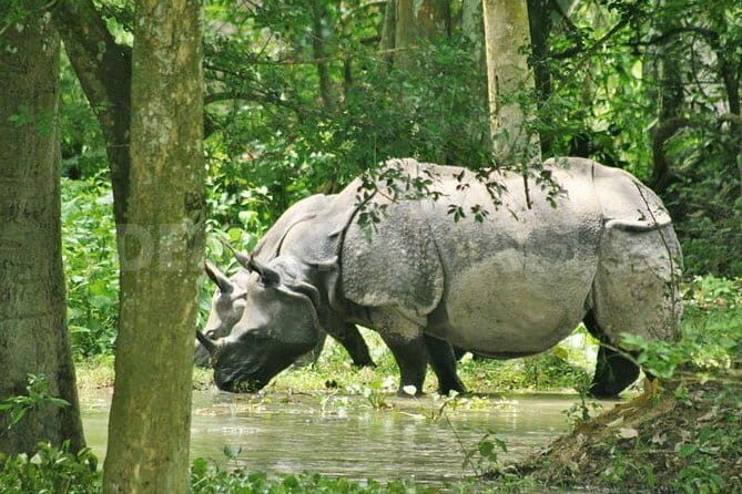 6-Day Tour of Exotic Northeast India: Mawsmai Caves, Double Decker Living Root Bridge and Kaziranga National Park - Key Points