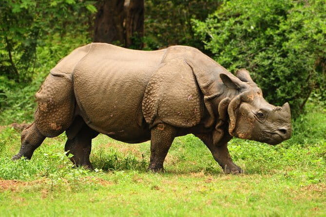 6-Day Tour of Exotic Northeast India: Mawsmai Caves, Double Decker Living Root Bridge and Kaziranga National Park - FAQ