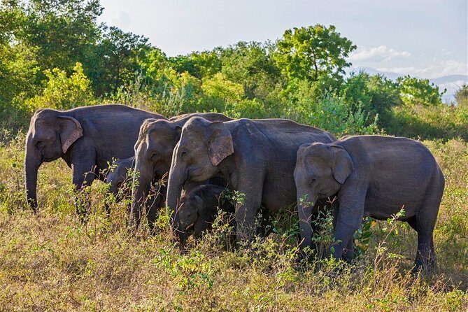 6 Day Tour of NuwaraEliya,Ella,Udawalawe,Tangalle,Mirissa&Bentota - What the Reviews Say: Authentic Insights from Past Travelers
