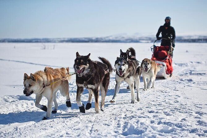 6 Day Winter Wonderland Tour in Yellowstone National Park - Transportation & Group Size