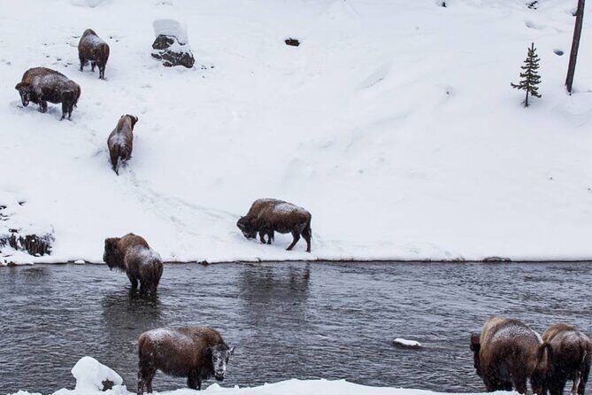 6 Day Winter Wonderland Tour in Yellowstone National Park - Who Should Book This Tour?