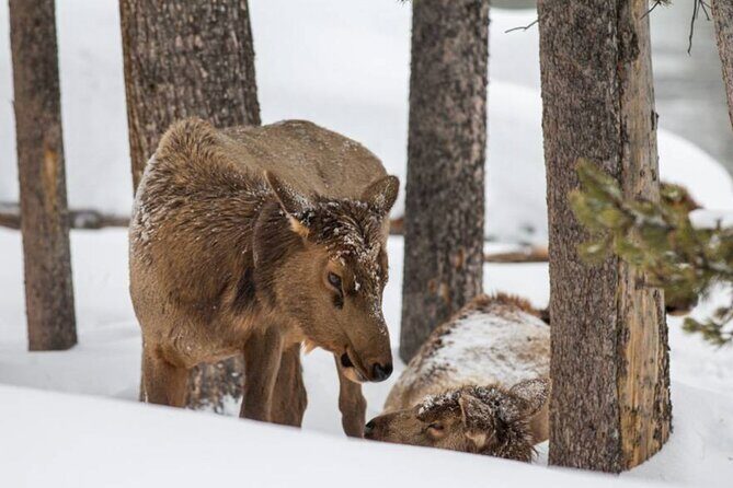 6 Day Winter Wonderland Tour in Yellowstone National Park - Final Thoughts