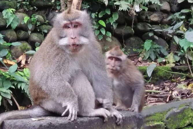 6 Days Best Of Bali And Nusa Penida All Inclusive Private Tour - What Reviewers Say