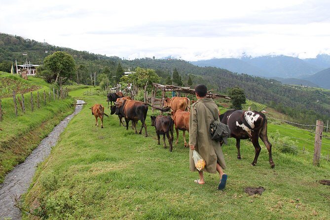 6 Days Best of Bhutan Tour - Frequently Asked Questions
