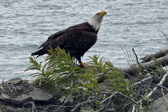 6 Days Best of Grand Alaska Highlights Tour - Frequently Asked Questions