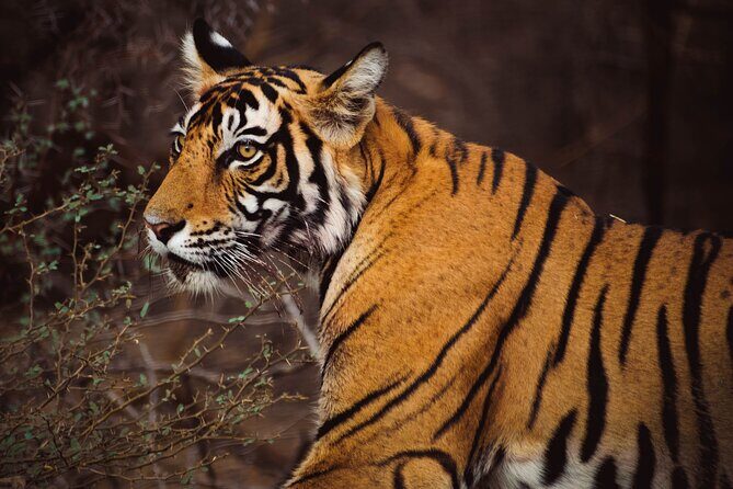 6 Days Golden Triangle Tour with Ranthambore Delhi Agra Jaipur - Realistic Reflections from Reviews and What You Can Expect