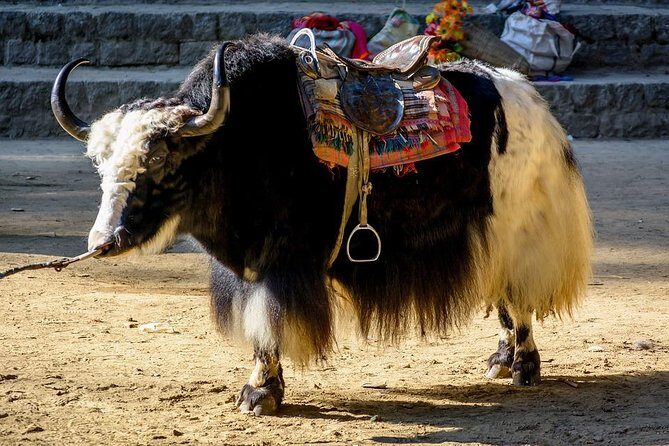 6 Days Shimla Manali Chandigarh Tour (Ex- Delhi) - An In-Depth Look at the 6-Day Hill Station Tour