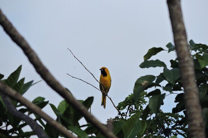 6-Hour Birdwatching Ruta de los Cenotes Playa del Carmen - Why This Tour Is Worth Your Time