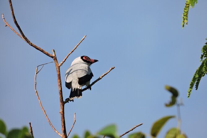 6-Hour Birdwatching Ruta de los Cenotes Playa del Carmen - What Travelers Are Saying