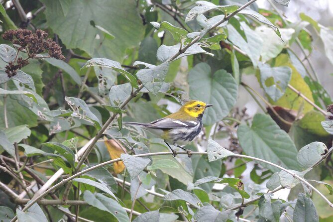 6-Hour Birdwatching Ruta de los Cenotes Playa del Carmen - Who Will Love This Tour?