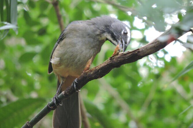 6-Hour Birdwatching Ruta de los Cenotes Playa del Carmen - FAQ