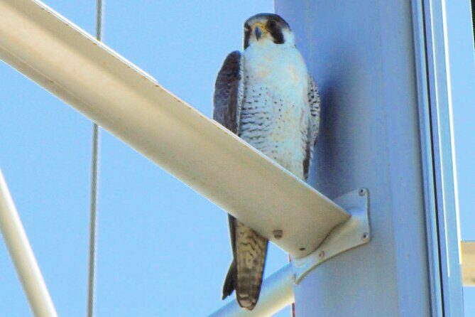 6 hour boat tour navegating through the Islands of Ria Formosa National Park - Key Points