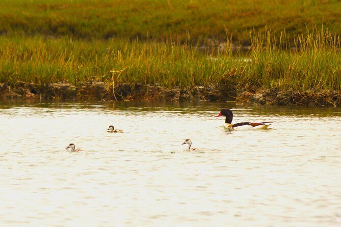 6 hour boat tour navegating through the Islands of Ria Formosa National Park - The Value Proposition: Why This Tour Stands Out