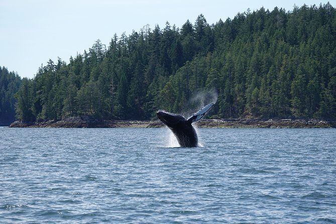 6 hour Covered Boat Whale Watching Tour - Final Thoughts: Who Will Love This Tour?