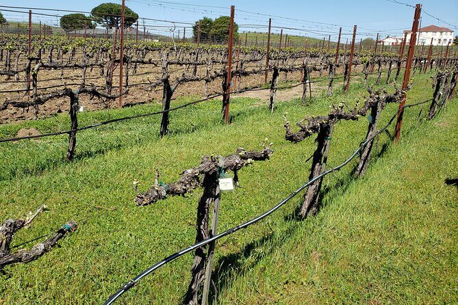 6 Hour Private Cabernet Sauvignon Wine Tour in Napa Valley - Who Should Consider This Tour?