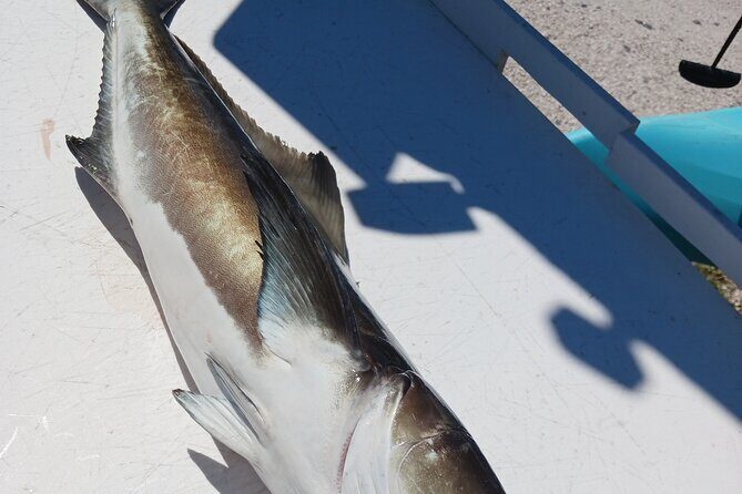 6 Hour Private Fishing Tour in Sarasota with Master Captain Bill - The Sum Up: Is This the Right Fishing Tour for You?