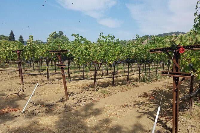 6-Hour Private Wine Tasting Tour with a Sample Stops - Who Will Love This Tour?