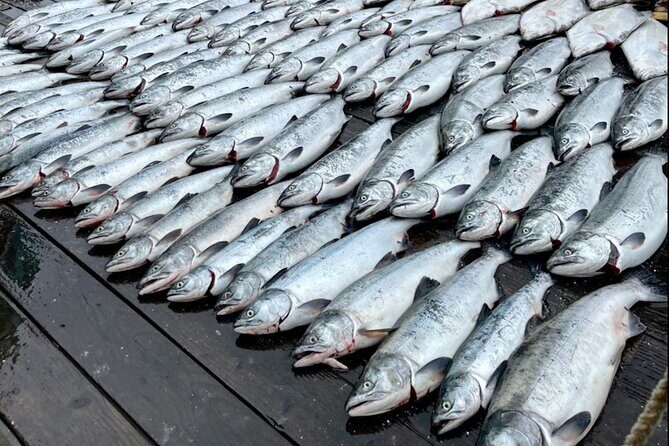 6 Hour Salmon Trip - Introduction