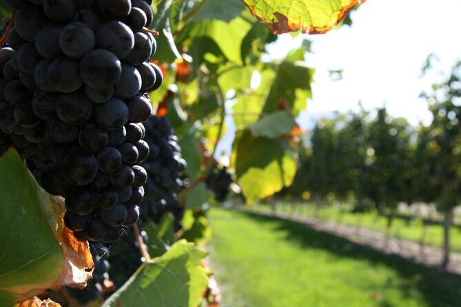 6 Hour Sonoma Pinot Noir and or Zinfandel Wine Tasting Tour - FAQ