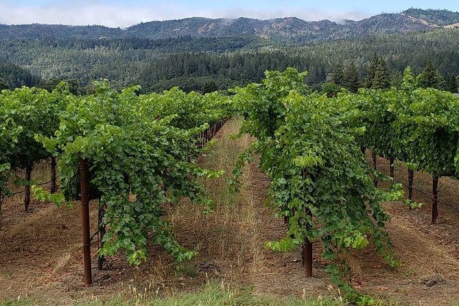 6 Hour Sonoma Wine Tasting Tour from San Francisco - A Deep Dive into the Sonoma Wine Tasting Tour