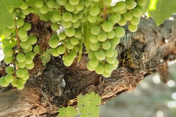 6 Hour Sonoma Wine Tasting Tour from San Francisco - FAQ
