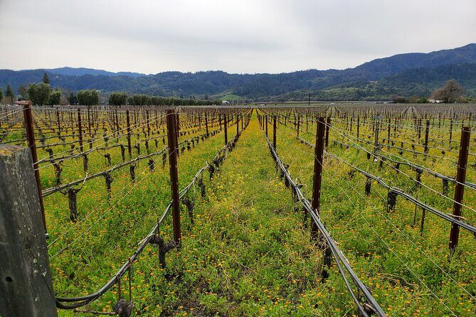 6-Hour Sparkling Wine Tour of Napa Valley - The Real Value of the Tour