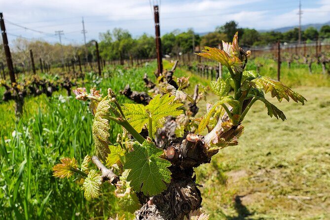6-Hour Sparkling Wine Tour of Napa Valley - FAQ