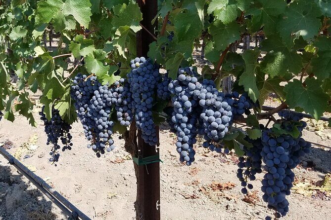 6-Hour Wine Country Tour from San Francisco - FAQ