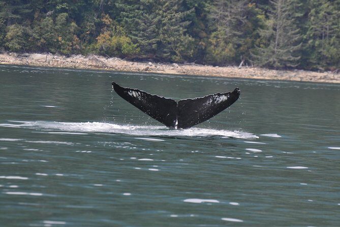 6 hour Zodiac Whale Watching Tour - The Thrilling 6-Hour Zodiac Whale Watching Experience: What to Expect