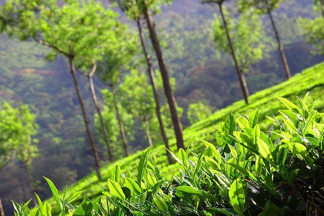 6 Nights 7 Days Kerala Private tour with Hillstations,Backwater &Beaches - What We Love About This Tour