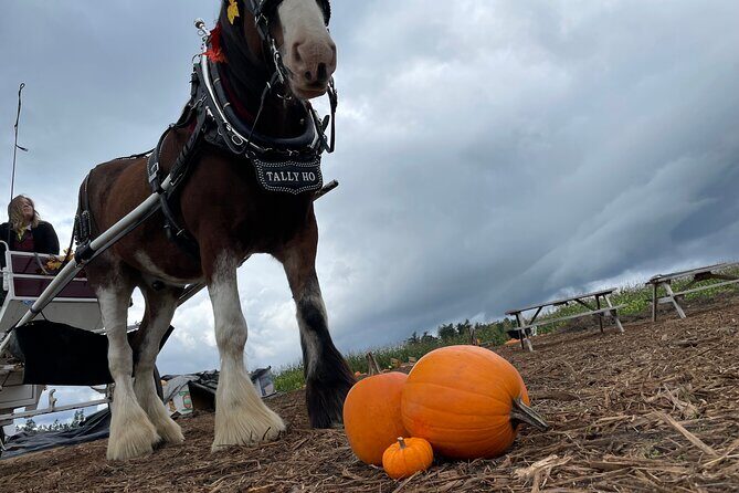60-minute Haunted Halloween Tour - A Unique Way to See Victoria at Night