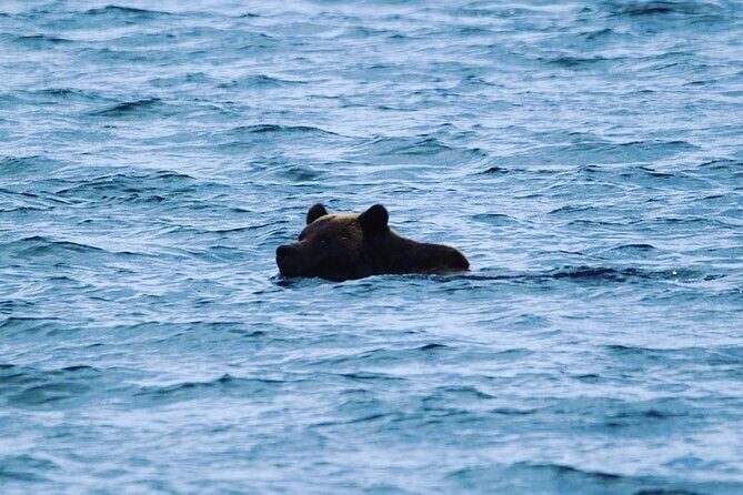 6hr Custom Private Tour of Ketchikan (4 People) Wildlife + More - FAQ