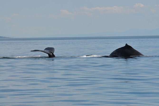 7-8 Hour Zodiac Whale Watching Tour - Weather & Cancellation Policy