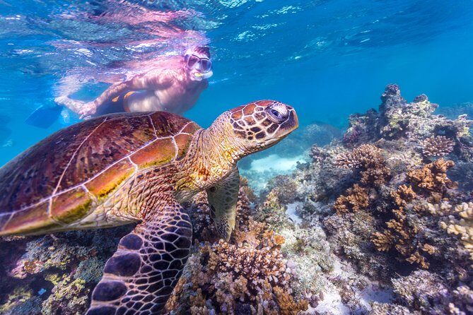 7-Day Exmouth Explorer via Pinnacles Monkey Mia Ningaloo Reef returning to Perth - Frequently Asked Questions