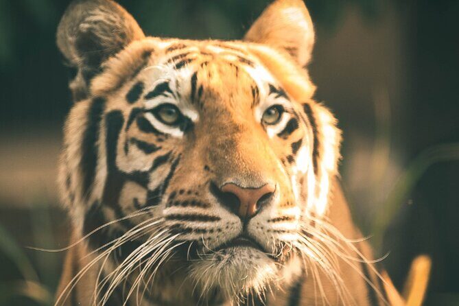 7 Day Golden Triangle with Ranthambore Tiger Tour. - A Deep Dive Into the Itinerary