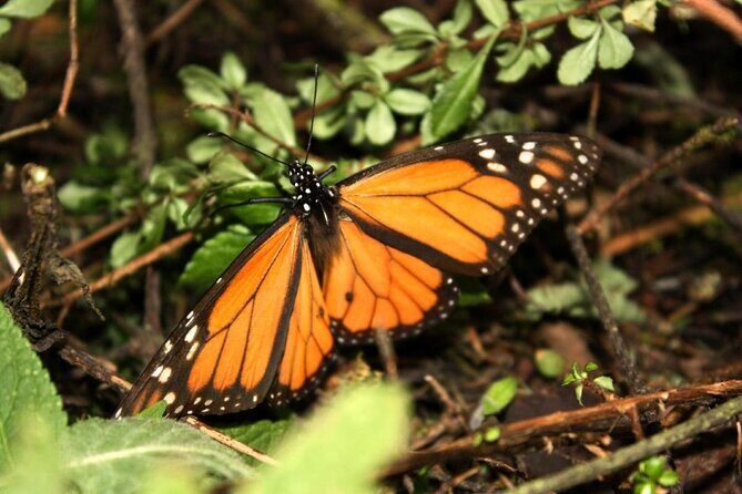 7 Day-Monarch Butterfly Ecofriendly Tour in Mexico - The Value of the Tour