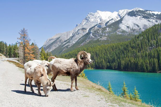 7-Day Small Group Tour: Canadian Rockies and National Parks - Final Thoughts