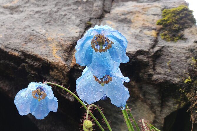 7 Day Tour to Valley of Flowers and Auli Hiking Adventure - What Makes This Tour Stand Out?