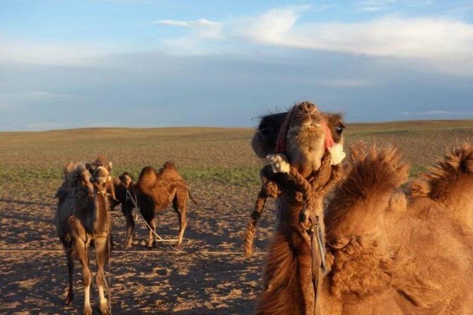 7 days Central Mongolia and Great Gobi - What Sets This Tour Apart?
