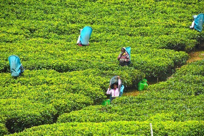 7 Days Classical Tour to Sri Lanka - Frequently Asked Questions