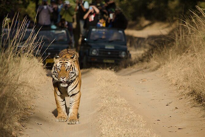7 Days Private Tour of Taj Mahal, Tigers, Palace and Forts of India - A Thorough Dive into the 7-Day Experience